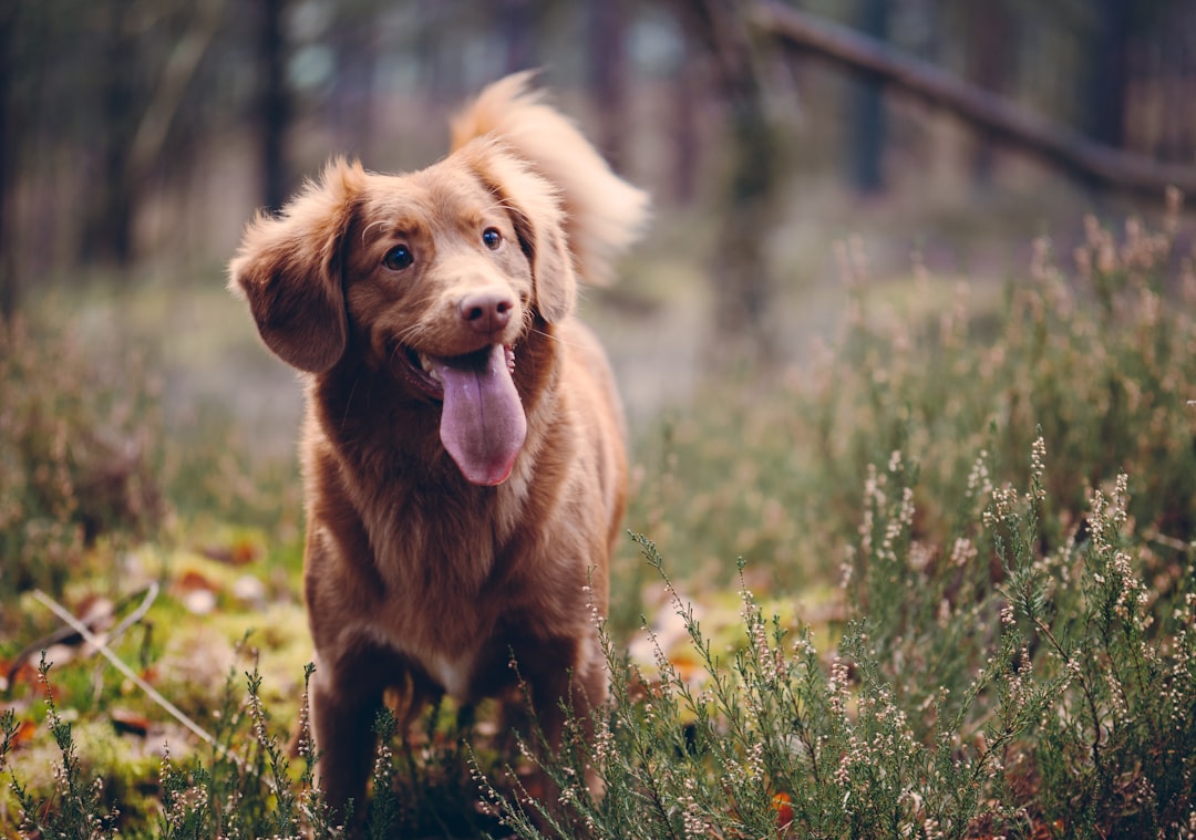 Comfy Beds for Big Dogs: The Ultimate Guide