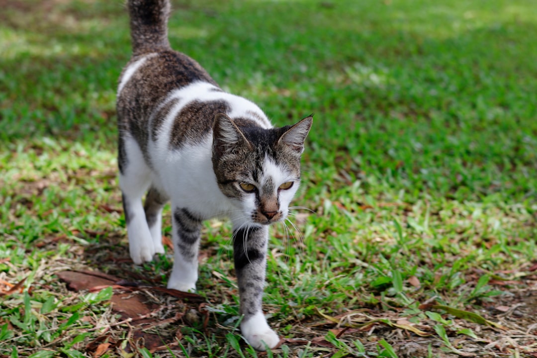 Exploring the Outdoors: Cat Harness and Lead Essentials