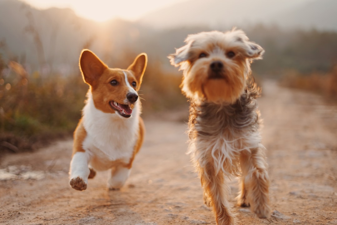 The One Leash That Could Change Your Dog-Walking Game Forever