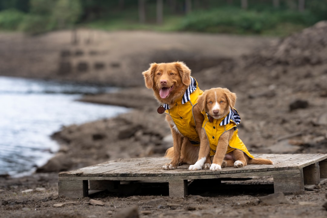 Seasonal Snacking for Your Pup: Better Natural Treats for Every Time of Year