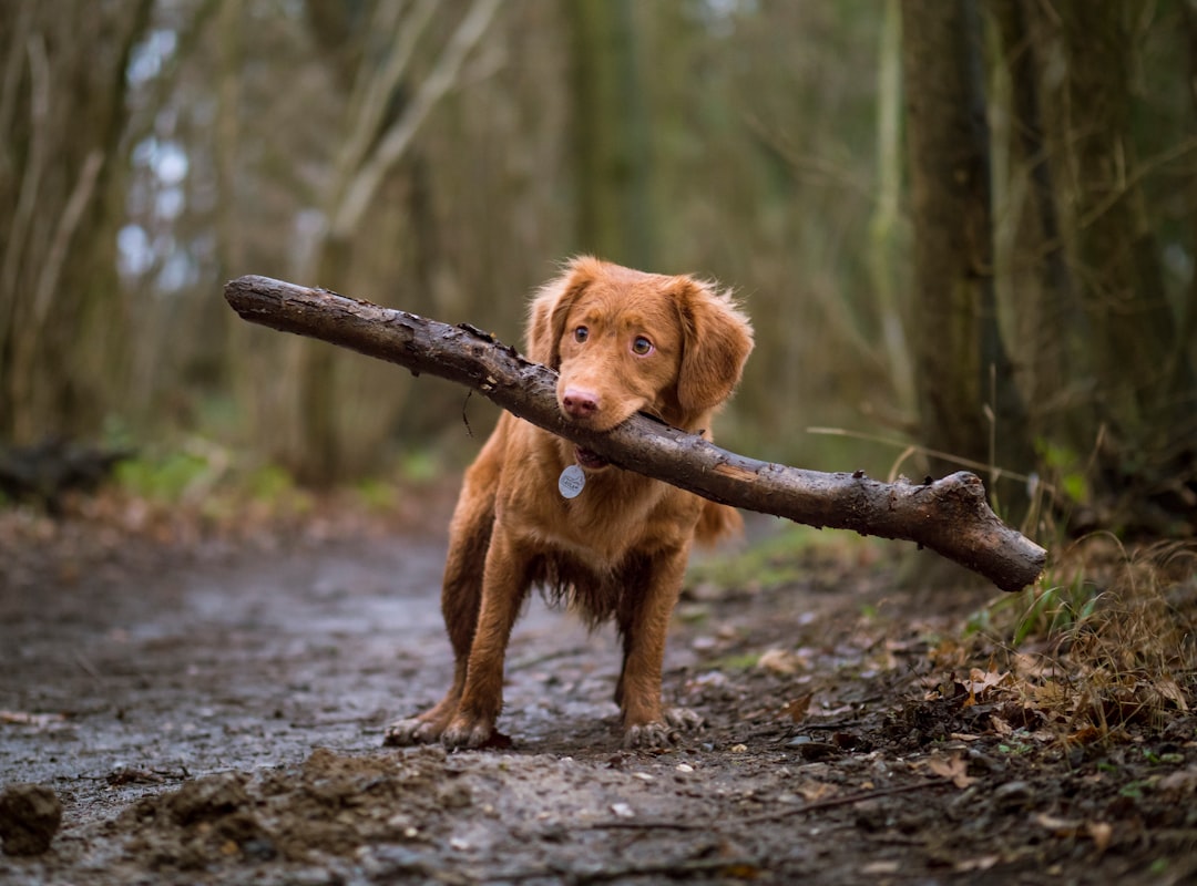 Engaging Your Dog with a Snuffle Mat