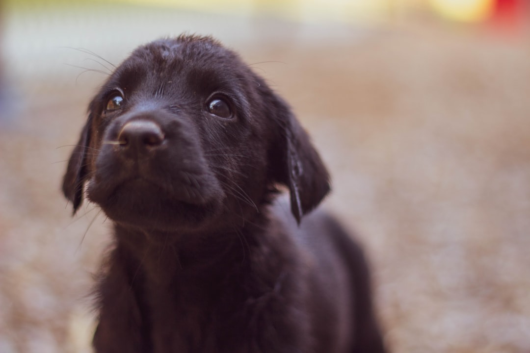 The Treat Taste Test: Why Dogs Choose Better Natural Treats