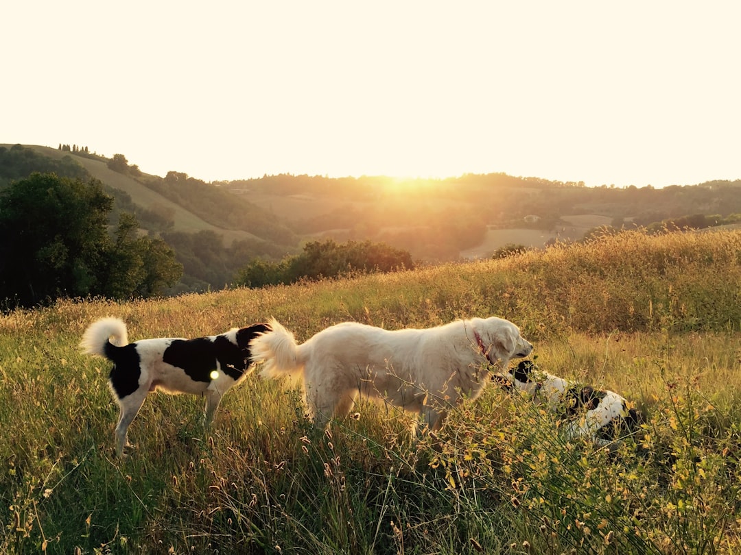 Puppy’s First Bites: Natural Treats for Growing Dogs