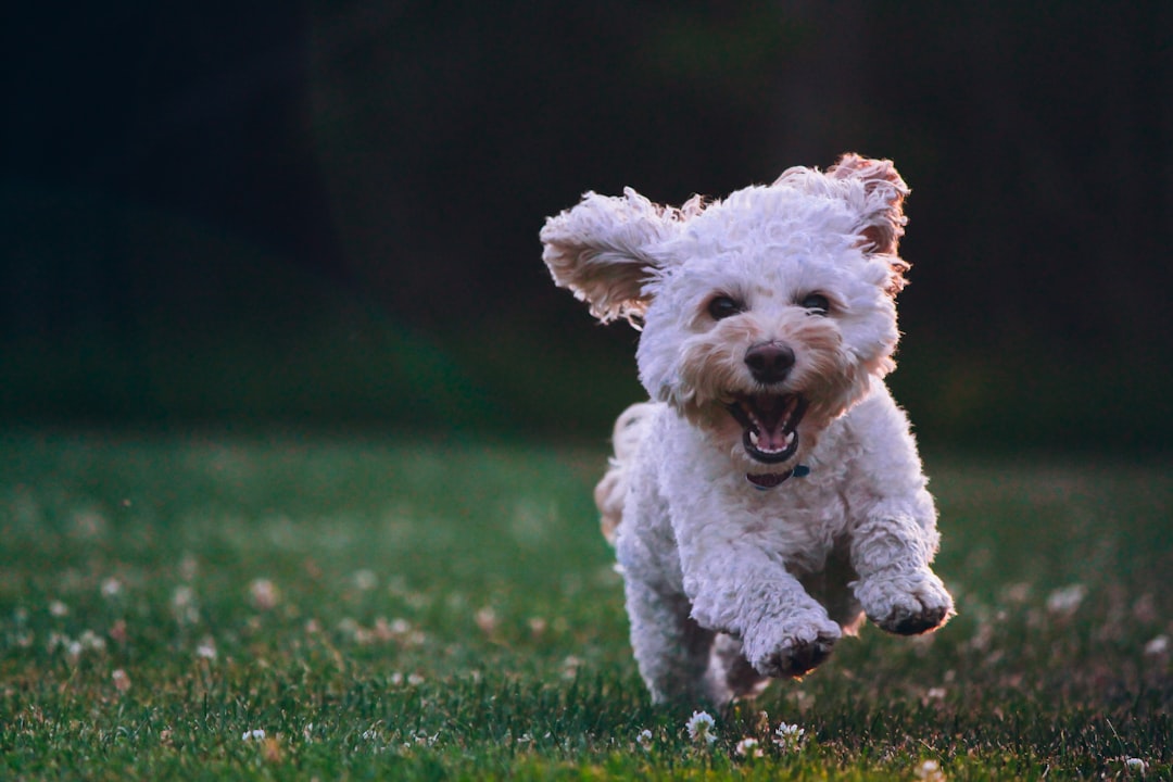 Tail-Wagging Ingredients: What Makes Better Natural Treats Special