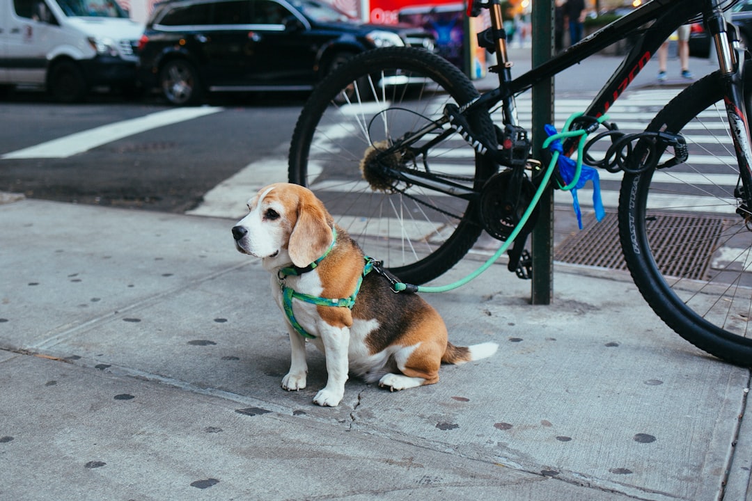 Mastering Slip Lead Training for Dogs